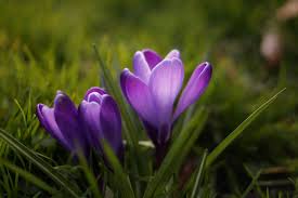 Image result for flowers of all colors flowers "flowers"