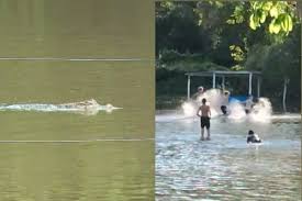 Rio transborda e jacaré aparece em campo de futebol alagado onde crianças brincavam em Aquidauana