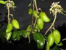 5-HTP - mg (Griffonia simplicifolia 2mg) - Kapseln: Amazon