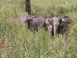 Image result for Balpakram National Park