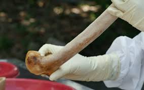 Isolation of Genetic Material (DNA) from bones and teeth ...