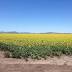 Deputy PM Barnaby Joyce raises doubt over future of Shenhua mine ...