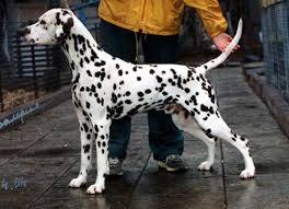 Resultado de imagen de fotos dalmatas adultos