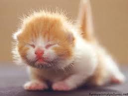 Image result for cute kitten free