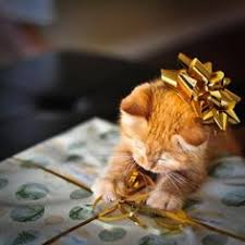 Image result for cats and christmas presents