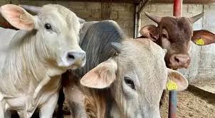 [VIDEO] Se disparan casos de gusano barrenador en la Huasteca