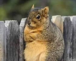 Image of confused looking squirrel