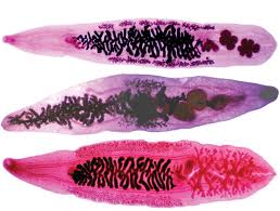 Znalezione obrazy dla zapytania clonorsis sinensis