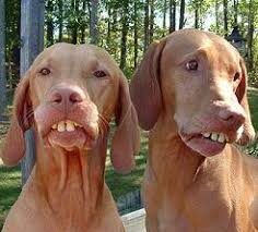 Image result for redneck 12 days of christmas