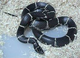Image result for king snake