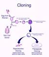 Advantages and Disadvantages of Therapeutic Cloning