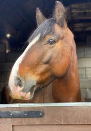 Meet the Horses - Horse Riding Lessons in London