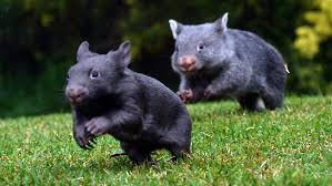 Image result for baby wombat
