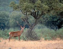 Resultat d'imatges de bosc amb animals