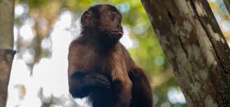 Alerta por Fiebre Amarilla en Colombia: Monos Muertos Desencadenan Respuesta Rápida
