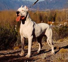 Resultado de imagem para dogo argentino dog