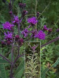 Image result for ironweed plant