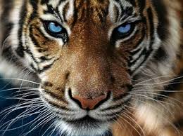 Résultats de recherche d'images pour « tigre »