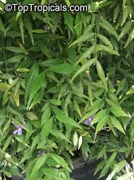 Image result for Thunbergia kirkii