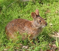 Image result for RABBIT