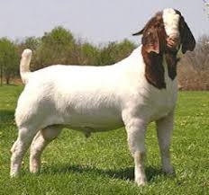 Image result for GOAT