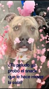 🐾✨ Crónica de un snack devorado en segundos… ✨🐾 Todo ...