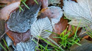 Overnight freezing temps have returned as Seattle’s first frost is just 
days away