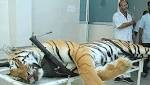 Avni's cubs spotted twice, search
