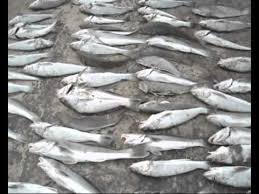 Resultado de imagem para pesca rs
