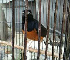 Hasil gambar untuk murai batu