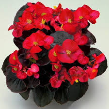 "begonias semperflorens"