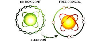 Image result for oxidative stress