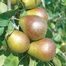 Image result for seckel pear