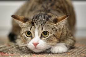 Image result for cat