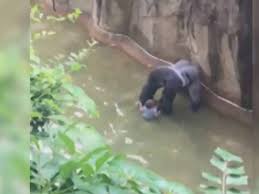Harambe, descanse em paz | Ciência | EL PAÍS Brasil