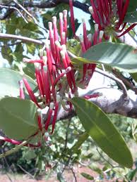 Image result for Tapinanthus erianthus