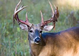 Image result for buck antlers
