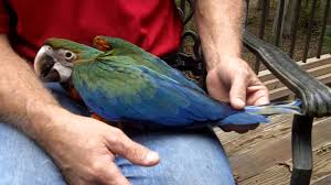 Image result for baby macaw parrot for sale
