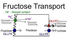 Image result for fructose pathway