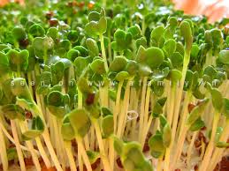 Image result for RAU MẦM CẢI XANH