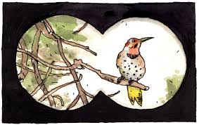 Image result for Bird watchers
