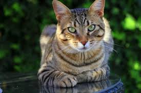 Bildergebnis für silberne katze