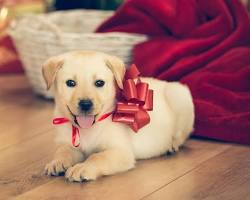 person giving a gift to their petの画像