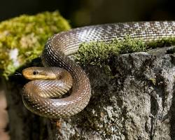 Image of Rat Snake