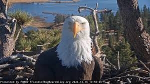 Looking for official Jackie merch? Wildlife center that cared for bald eagle shares warning