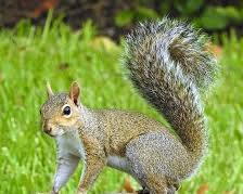 Image of Grey squirrel