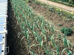 Résultat de recherche d'images pour "nouer l'ail"