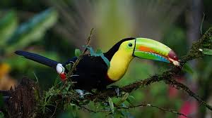 Image result for costa rica rain forest