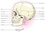 MANDIBULE : Dfinition de MANDIBULE