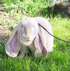 Image result for RABBIT